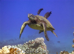 Turtle"almost" at cleaning station....pic taken with camc... by Jozef Butala 